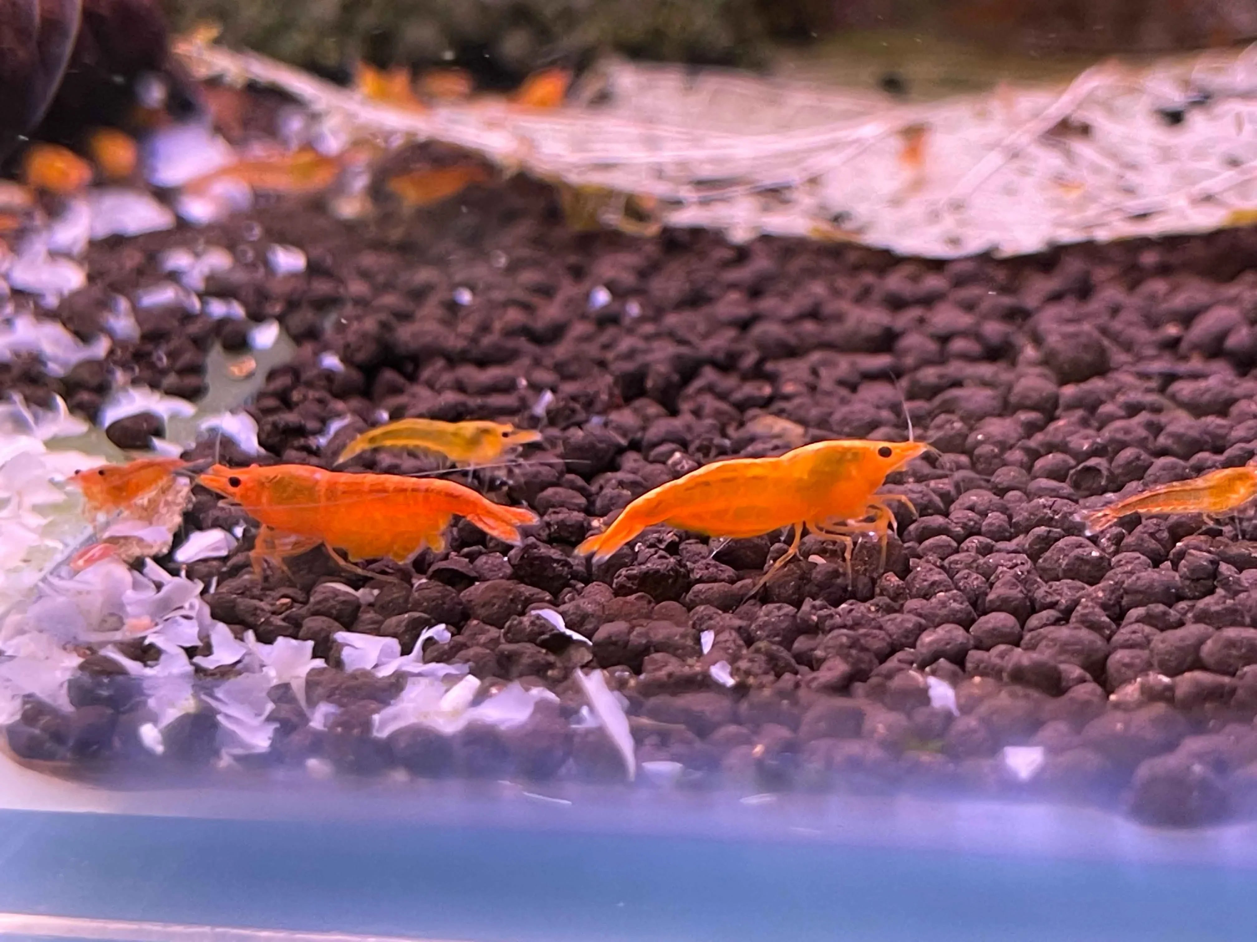 Sunkist Cherry Shrimp - High Grade