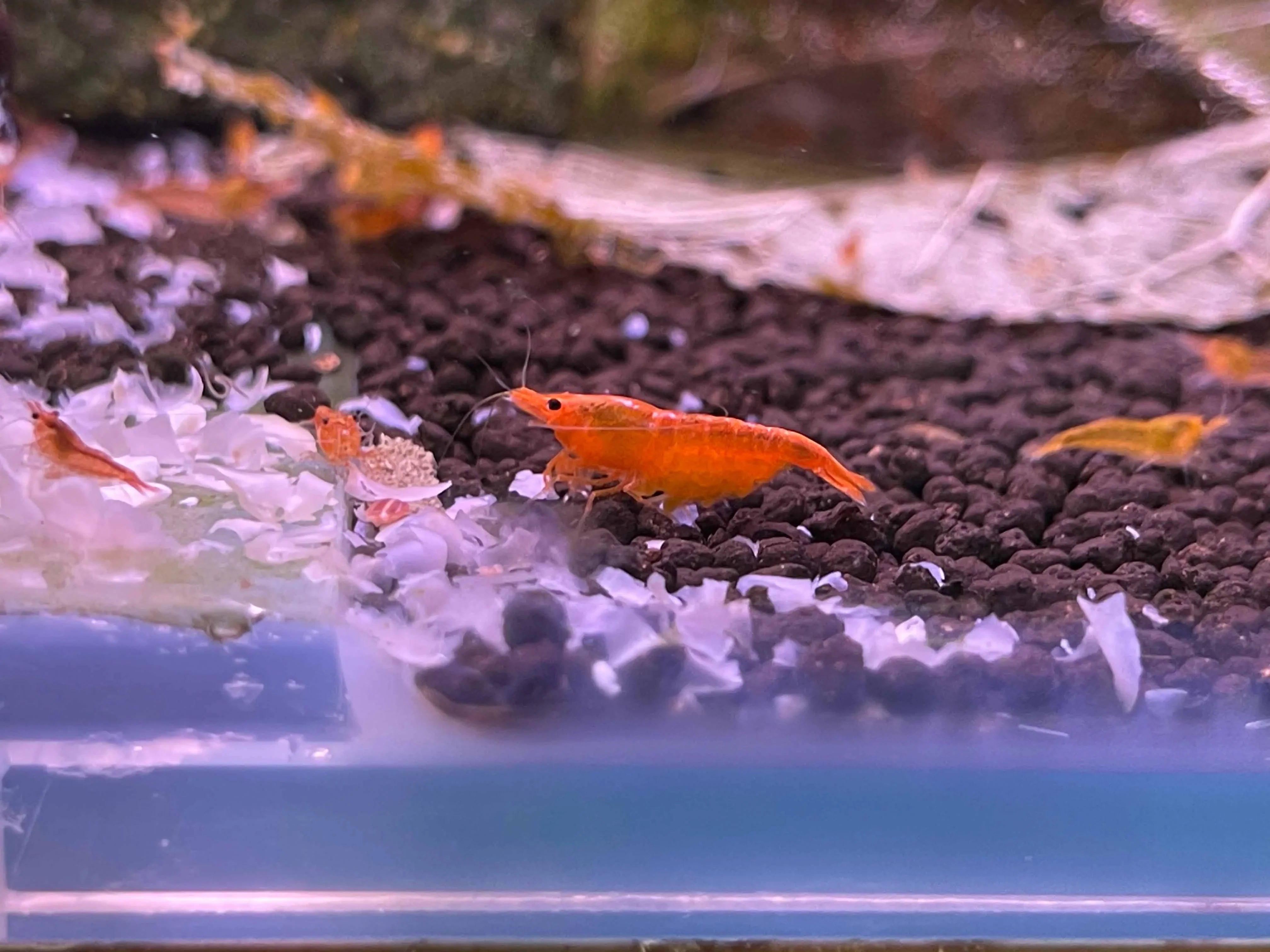 Sunkist Cherry Shrimp - High Grade