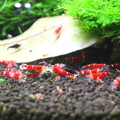 Super Red Crystal Shrimps