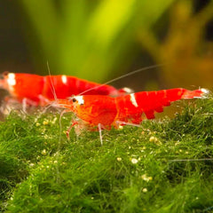 Super Red Crystal Shrimps