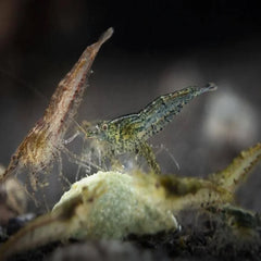 Wild Form Cherry Shrimp