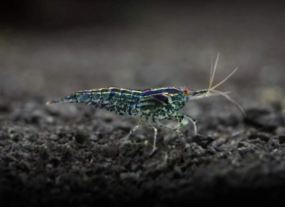 Wild Form Cherry Shrimp