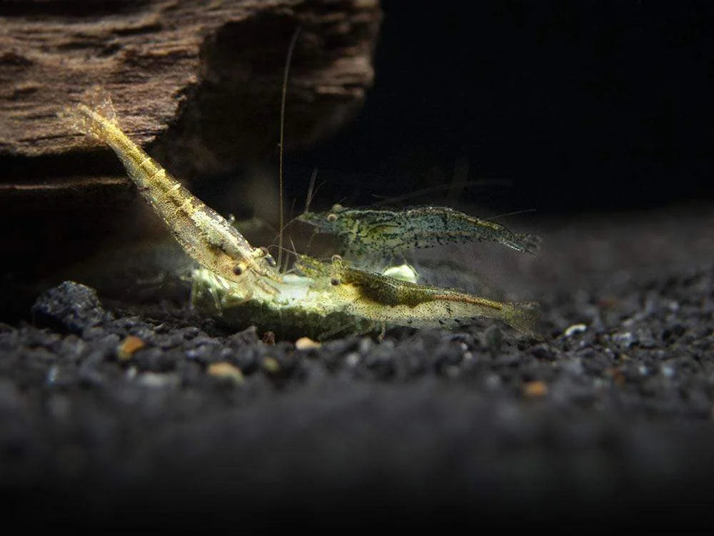 Wild Form Cherry Shrimp