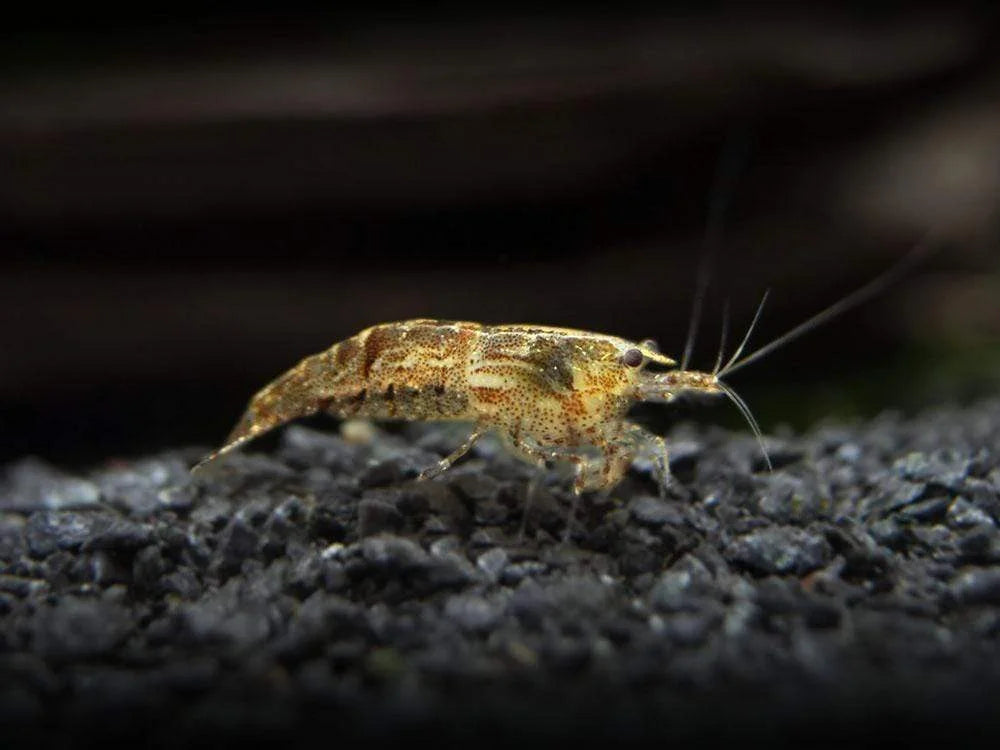 Wild Form Cherry Shrimp