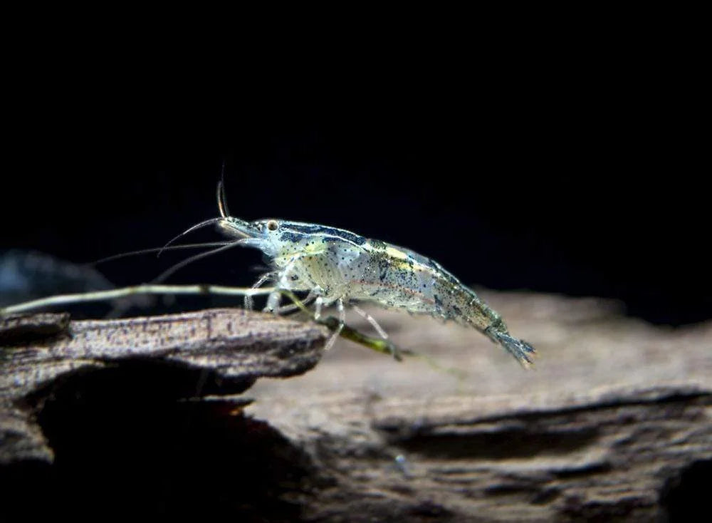 Wild Form Cherry Shrimp