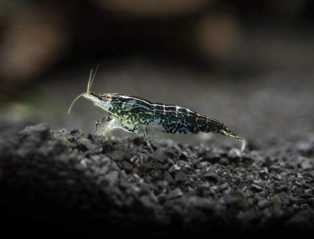 Wild Form Cherry Shrimp