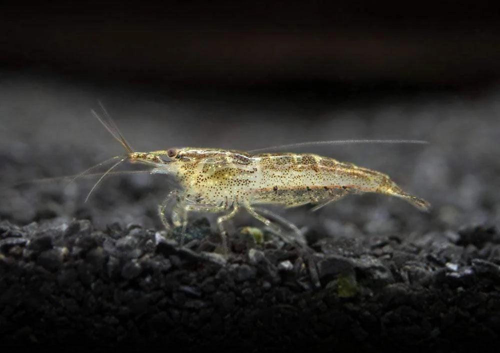 Wild Form Cherry Shrimp