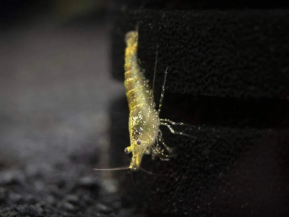 Wild Form Cherry Shrimp