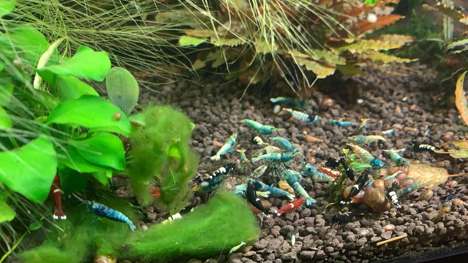 Mix caridinas Shrimp 1cm