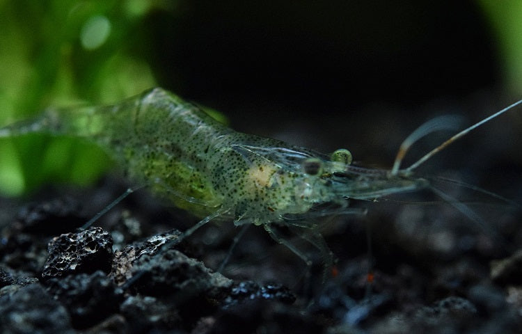 Ghost Shrimp | Glass Shrimp