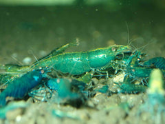 Green Jade Cherry Shrimp - Rare 0.8-1cm