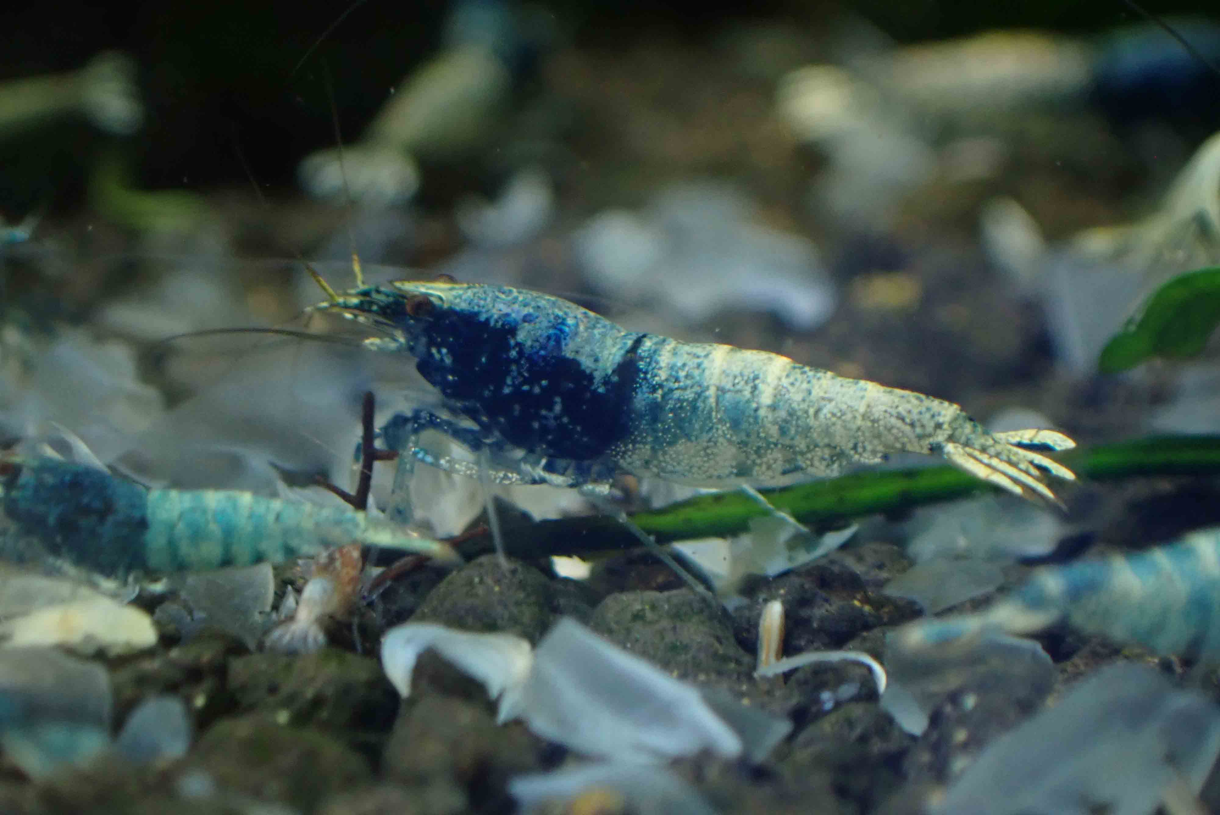 Blue Steel Shrimp