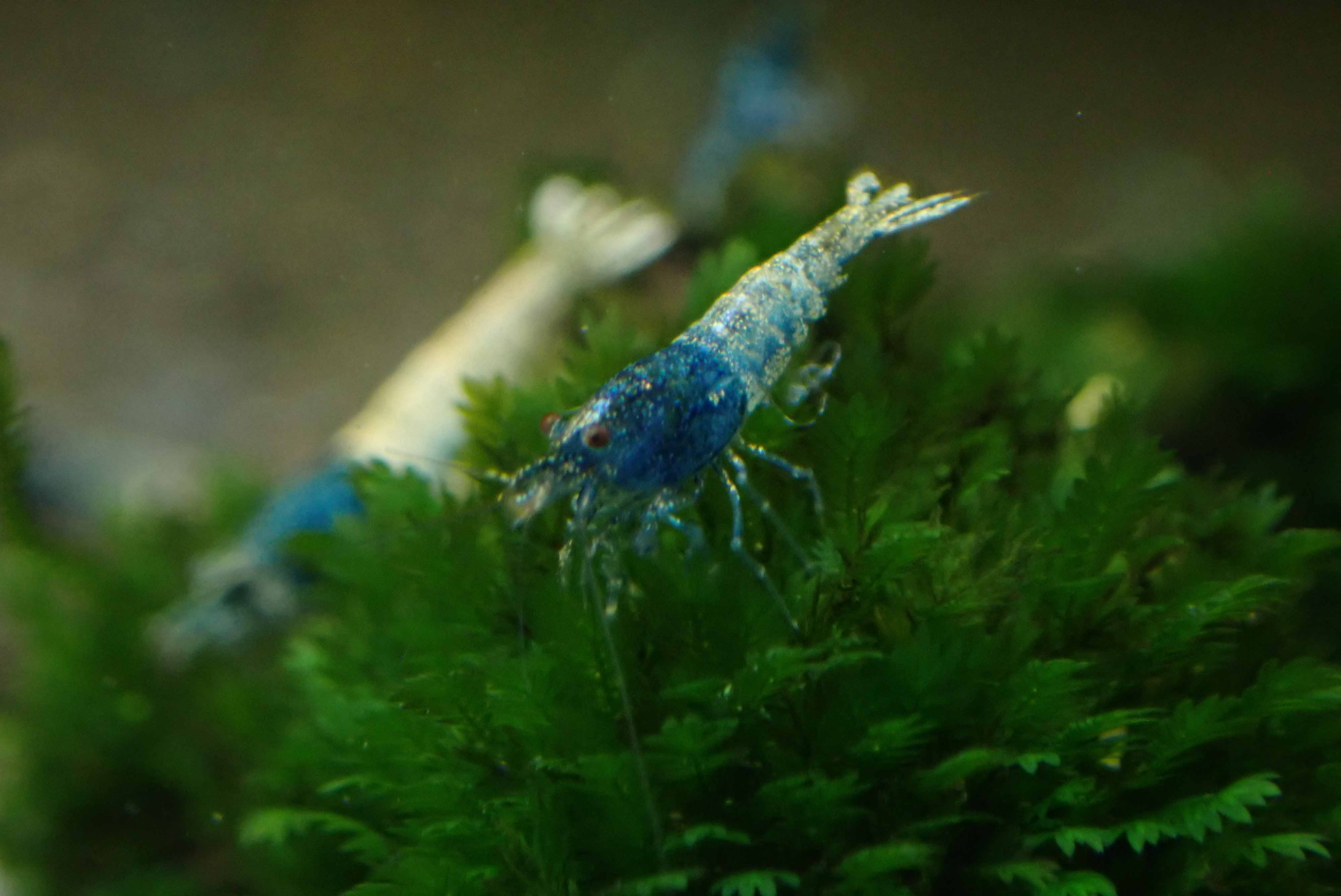 Blue Steel Shrimp