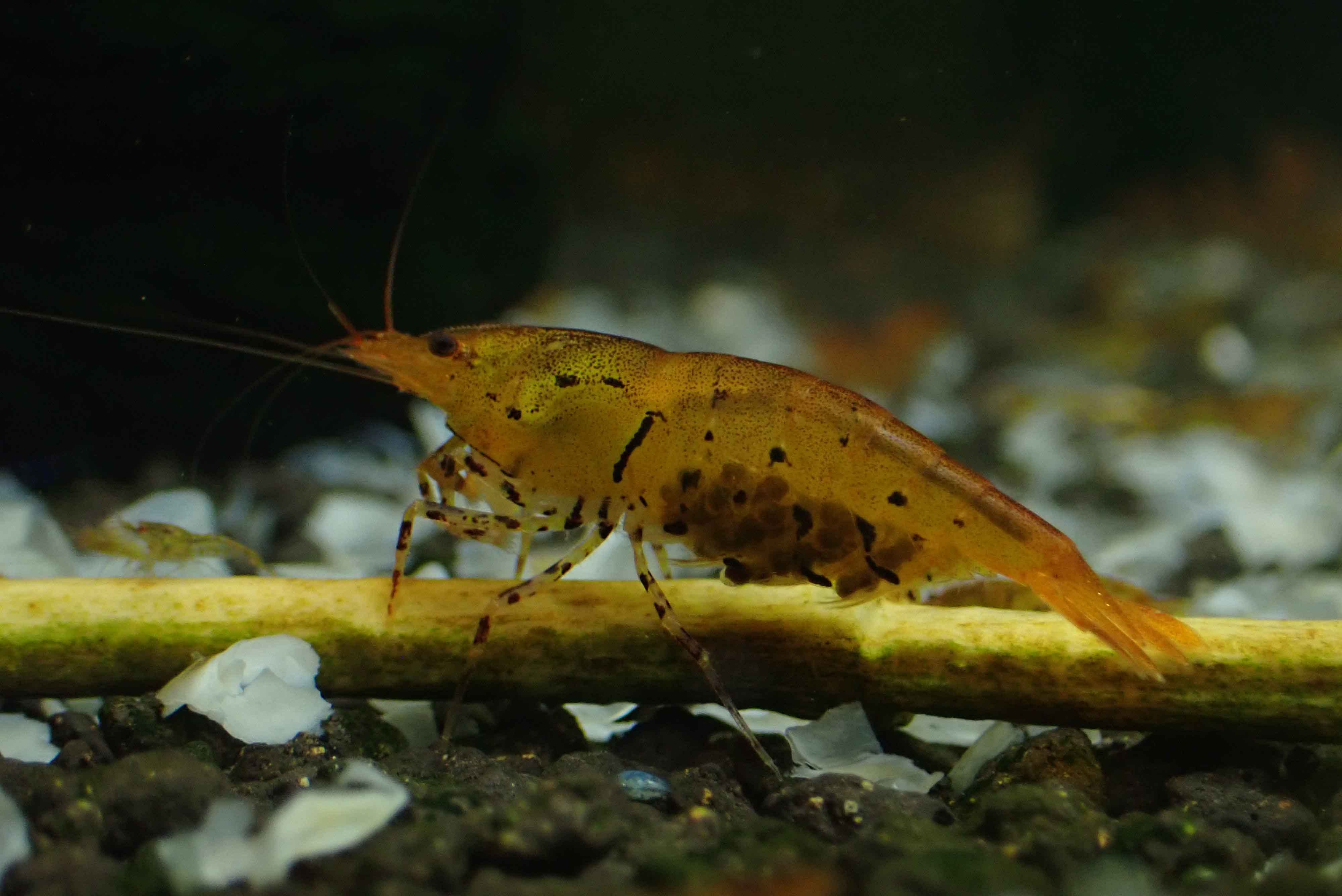 Tangerine Tiger Shrimp