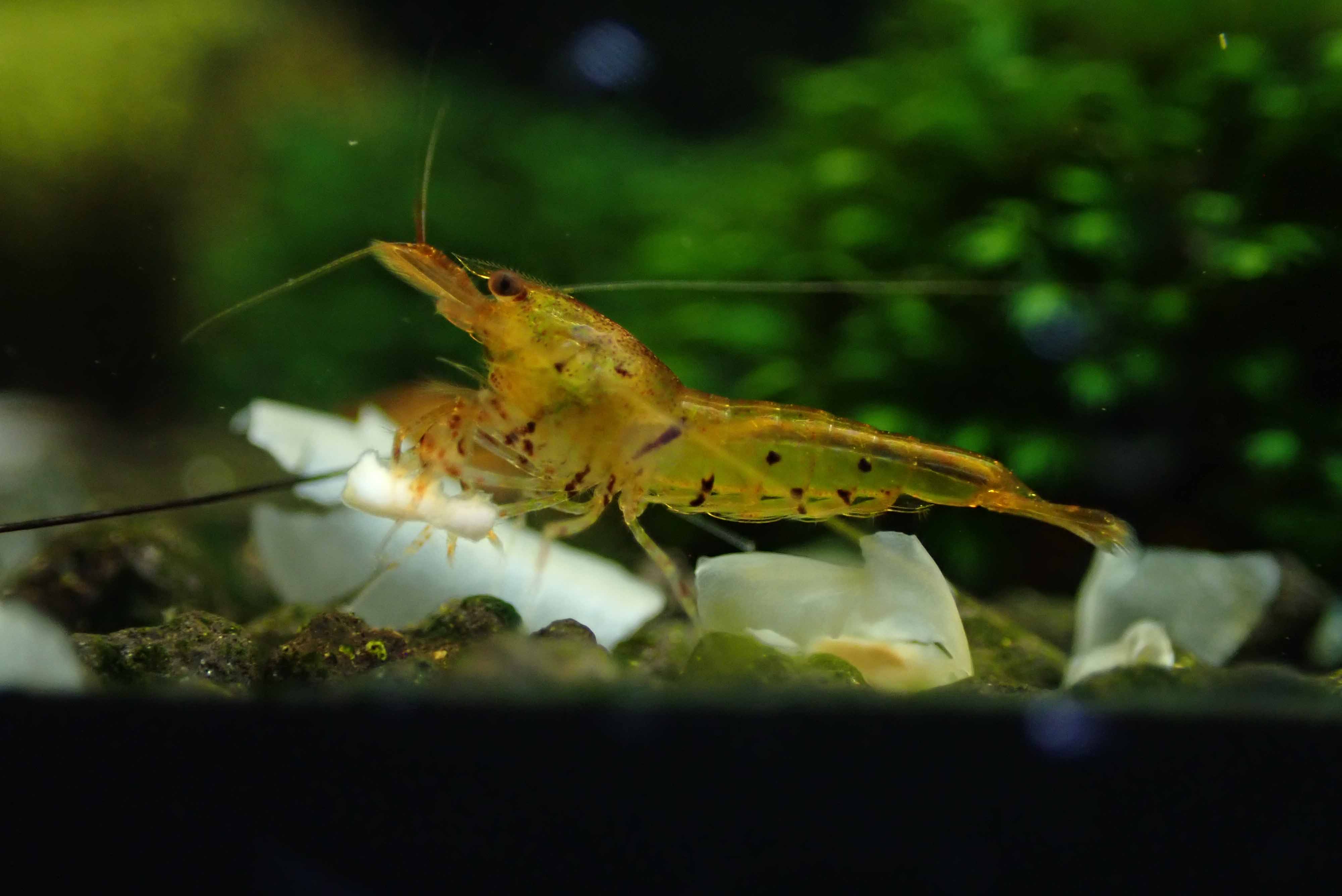 Tangerine Tiger Shrimp