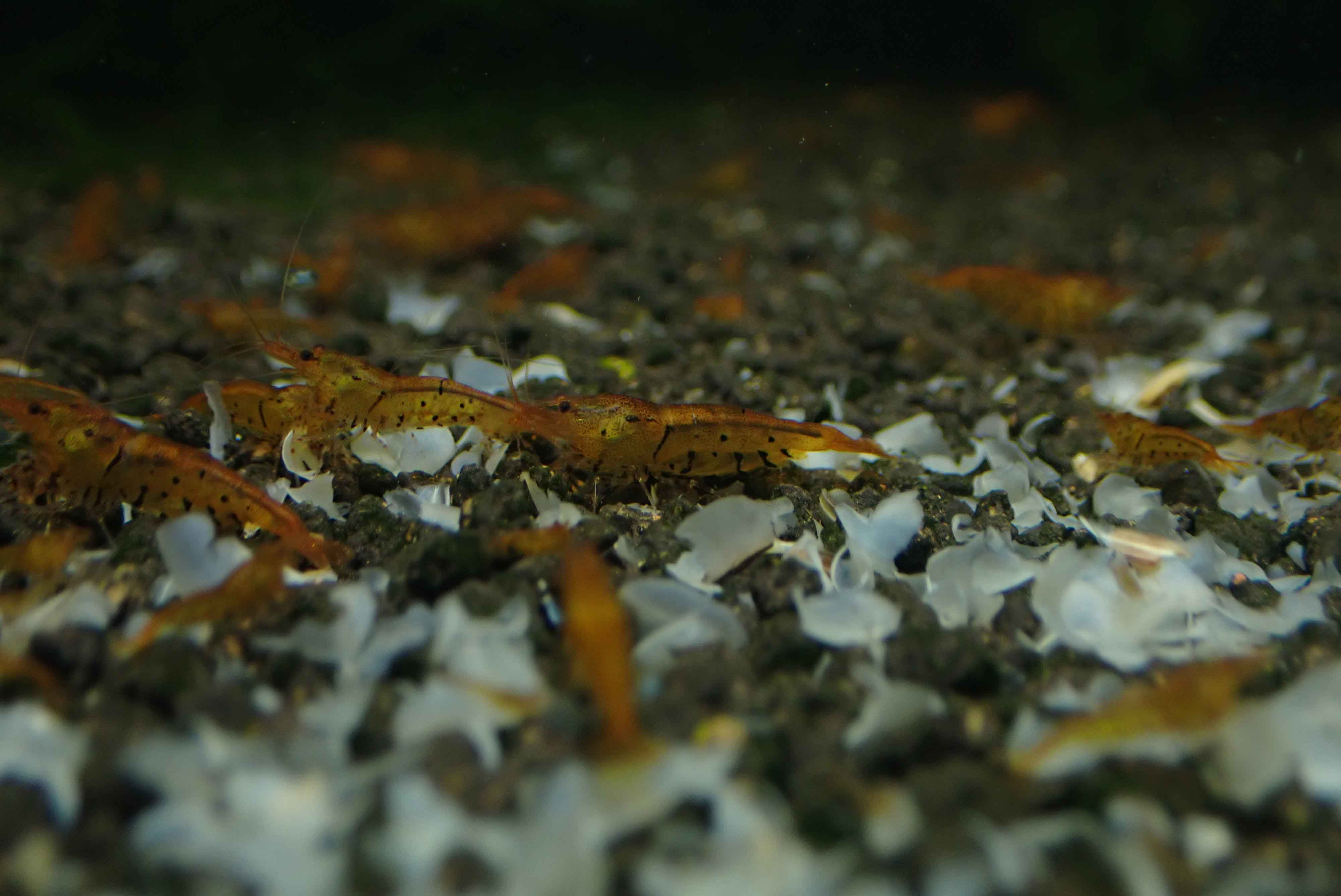 Tangerine Tiger Shrimp