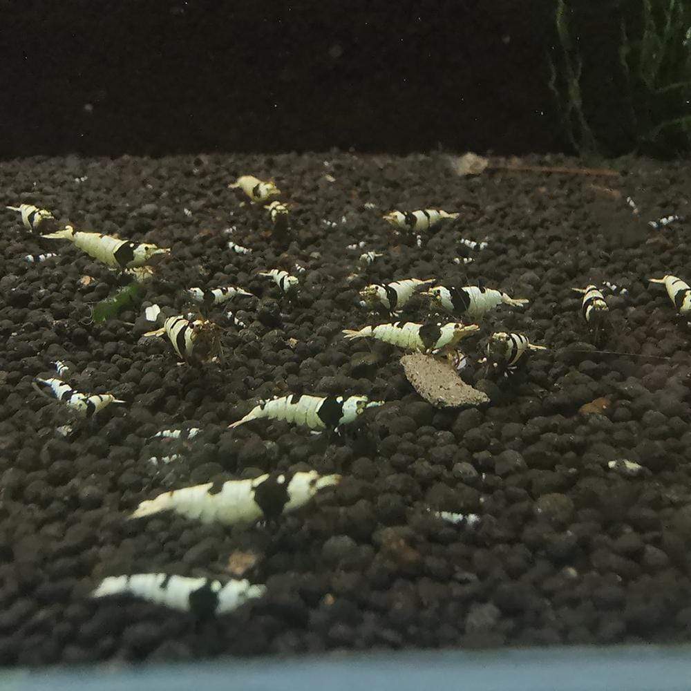 Pure Black Line Shrimp