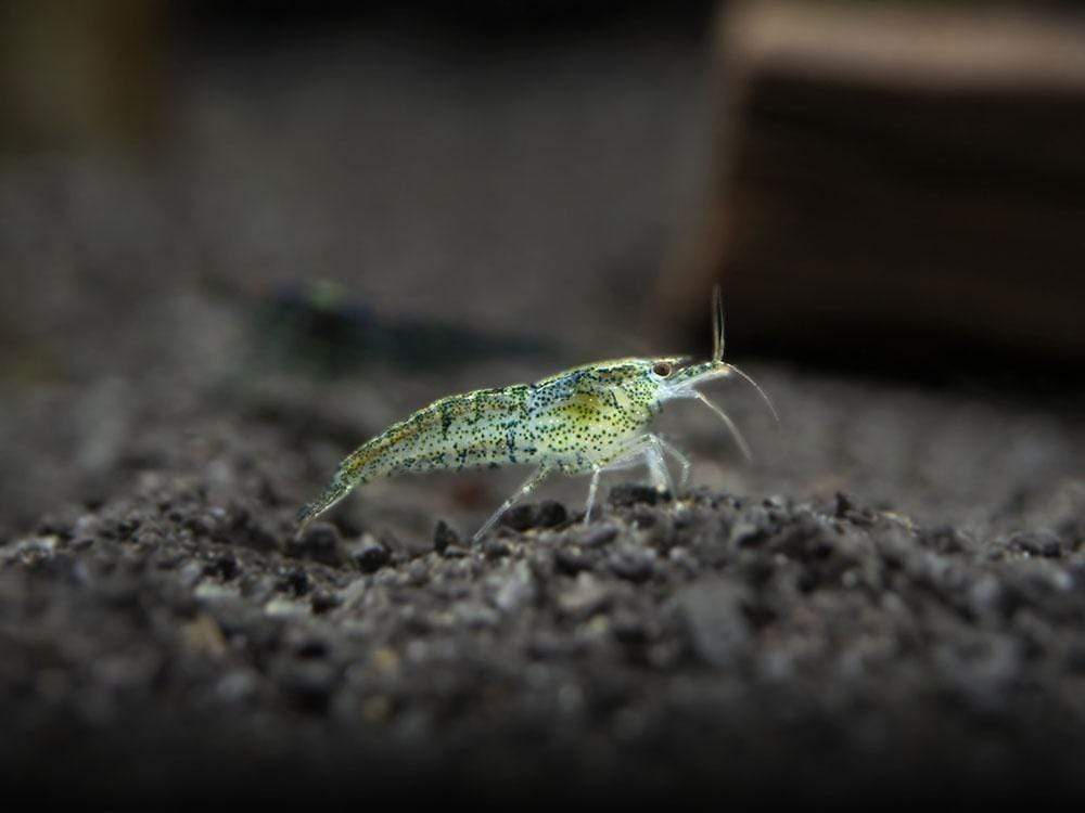 Wild Form Cherry Shrimp