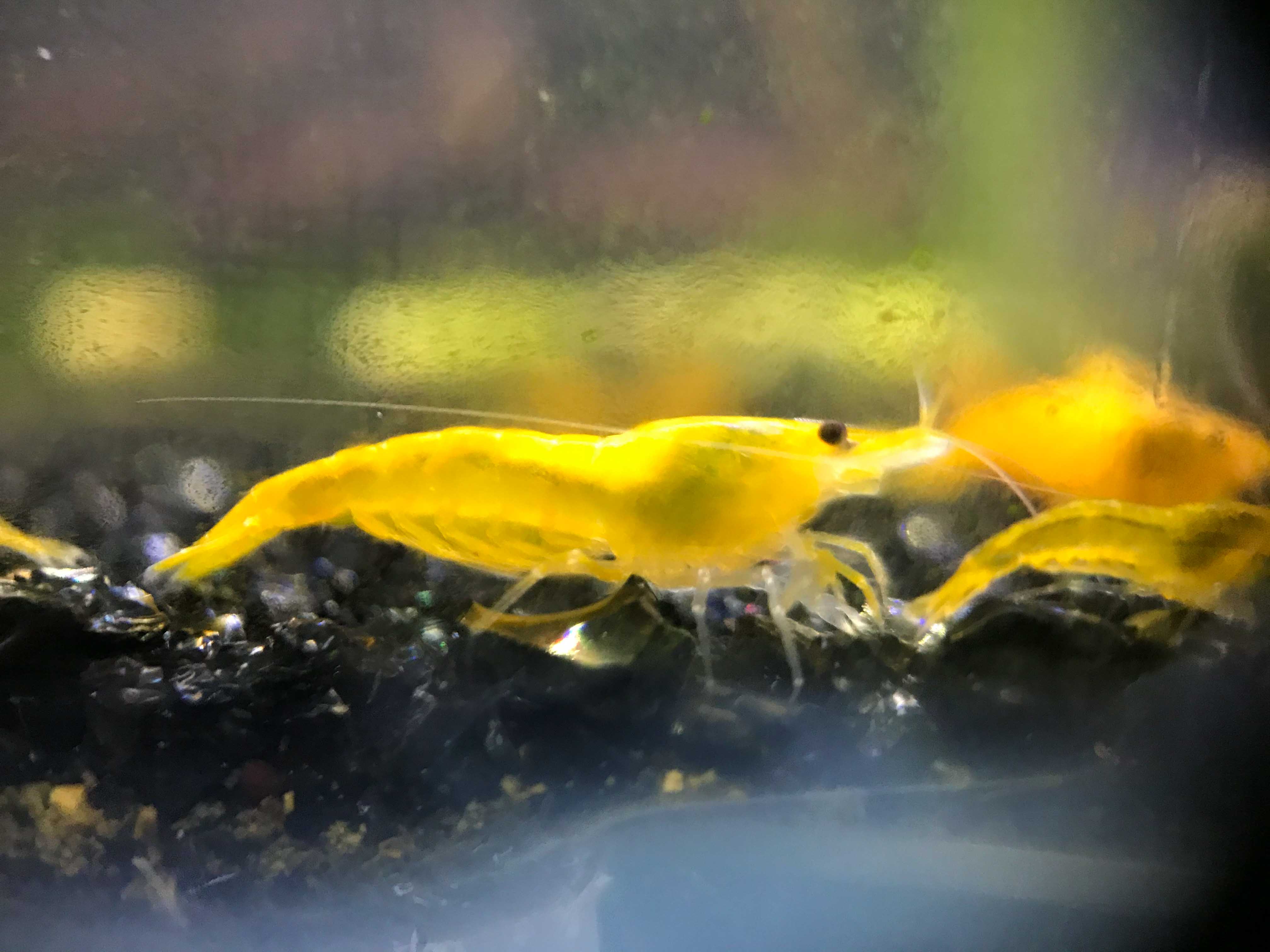 Yellow Cherry Shrimp