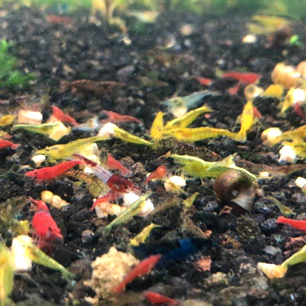 Mix colours shrimps